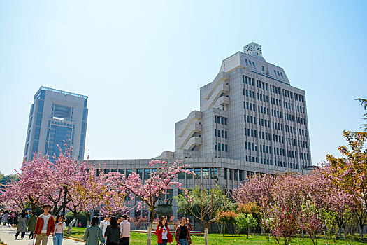 校园樱花盛景