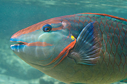 红灯,鹦嘴鱼,博奈尔岛,荷属安的列斯,加勒比