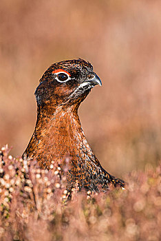 红松鸡,石南灌丛,头像,凯恩戈姆国家公园,苏格兰高地,苏格兰,英国,欧洲