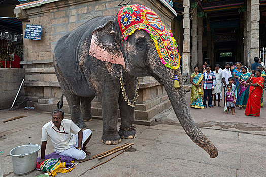 庙宇,大象,驱象者,安曼,马杜赖,泰米尔纳德邦,印度,亚洲