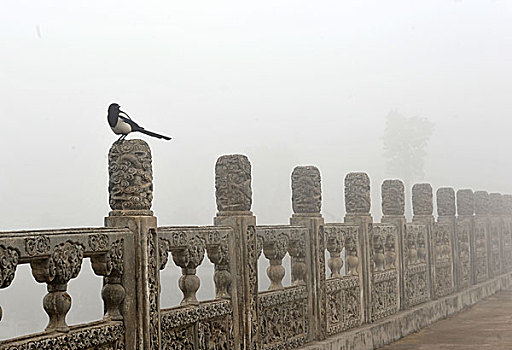 雾霾天石桥上一只喜鹊