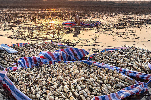 黄河滩万亩莲藕已成群众重要致富产业