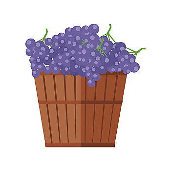 木桶,酿红酒用葡萄,葡萄园,葡萄,象征,葡萄酒桶,红葡萄,酿酒葡萄,隔绝,物体,设计,白色背景,背景,矢量,插画