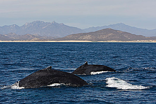 驼背鲸,大翅鲸属,鲸鱼,一对,平面,科特兹海,下加利福尼亚州,墨西哥