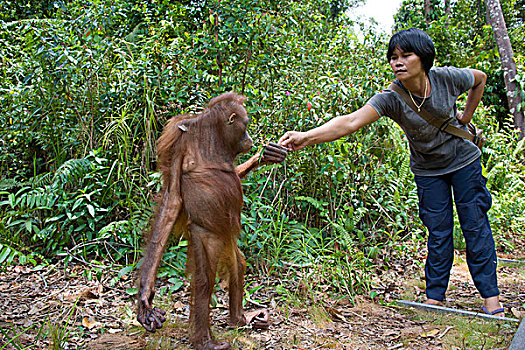 猩猩,黑猩猩,给,食物,树林,青少年,探索,训练,中心,婆罗洲,印度尼西亚