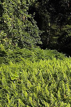 蕨类,树林,阿卡卡瀑布州立公园,夏威夷,美国