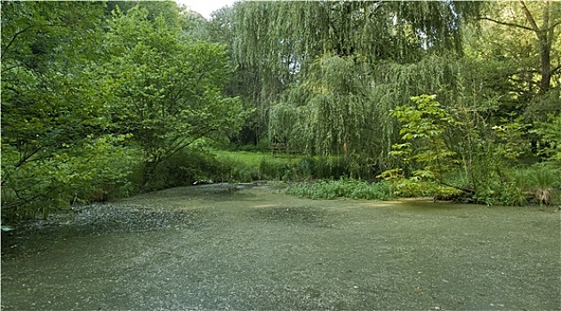 繁茂,山中小湖