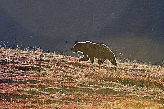 野生,大灰熊,棕熊,走,秋天,苔原,逆光,朦胧,早晨,德纳里峰国家公园,阿拉斯加,美国