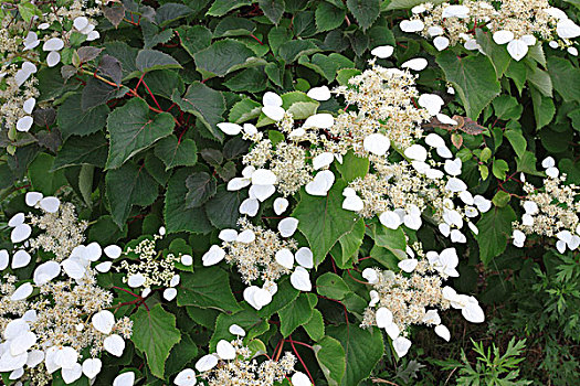 日本,八仙花属,藤