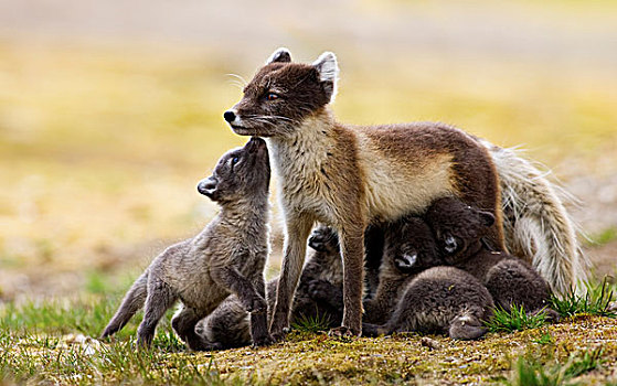 北极狐,吸吮,斯瓦尔巴特群岛,挪威