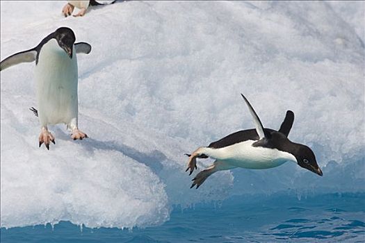 阿德利企鹅,冰山,保利特岛,南极