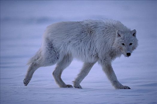 北极狼,狼,走,雪中,艾利斯摩尔岛,加拿大