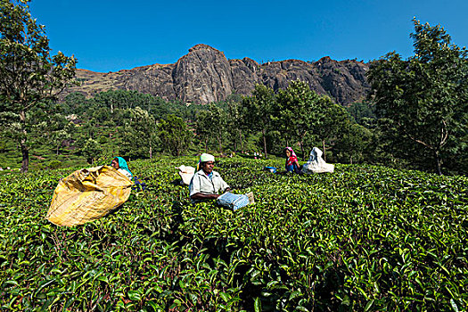 茶,挑选,茶叶,茶园,喀拉拉,西高止山,印度,亚洲