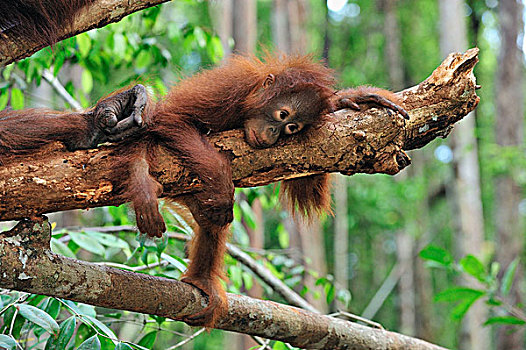 猩猩,黑猩猩,幼小,休息,原木,露营,檀中埠廷国立公园,婆罗洲,印度尼西亚