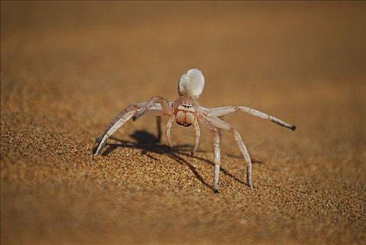 跳舞,白色,女士,蜘蛛,纳米布沙漠,靠近,纳米比亚,非洲