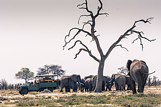 博茨瓦纳,乔贝国家公园,萨维提,旅游,交通工具,牧群,大象