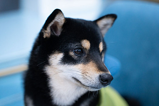 可爱萌宠狗日本狗柴犬