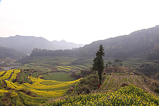 安徽,歙县,灵山,蜀源,新安江,山水画廊,深度,大洲源,周家村,蜘蛛顶,蜘蛛肚,梅花,桃花,油菜花,梨花,民居,梯田,庙前村