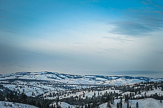 俯拍,雪山,山脉,常青树,不列颠哥伦比亚省,加拿大