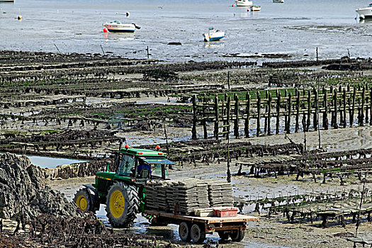 牡蛎养殖,布列塔尼半岛,法国