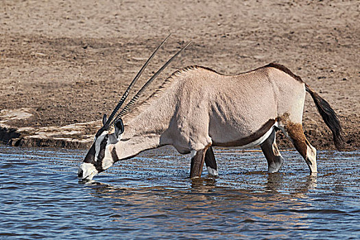 南非大羚羊,羚羊,成年,动物,喝,水坑,埃托沙国家公园,纳米比亚,非洲
