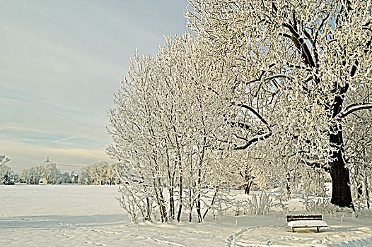 山毛榉树,带白霜,雪长凳在雪,附近的,符腾堡,德国