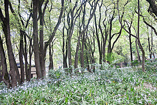 武汉大学校园树林