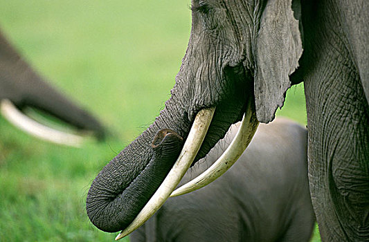 非洲象,獠牙,马赛马拉,公园,肯尼亚