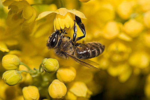 蜜蜂,栖息,黄花