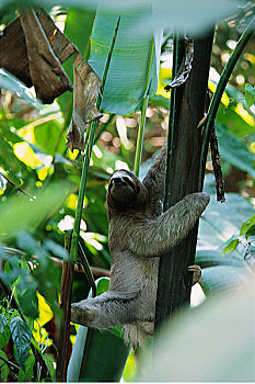 三趾树獭,树上,曼纽尔安东尼奥国家公园,哥斯达黎加