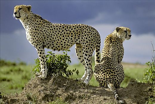 两个,印度豹,猎豹,向外看,后视图,小,山,马赛马拉,肯尼亚,非洲