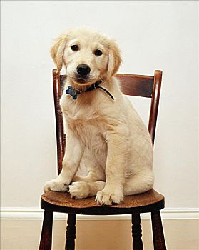 拉布拉多犬,小狗,椅子