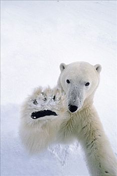 北极熊,爪子,摄影,邱吉尔角,曼尼托巴,加拿大,冬季,肖像
