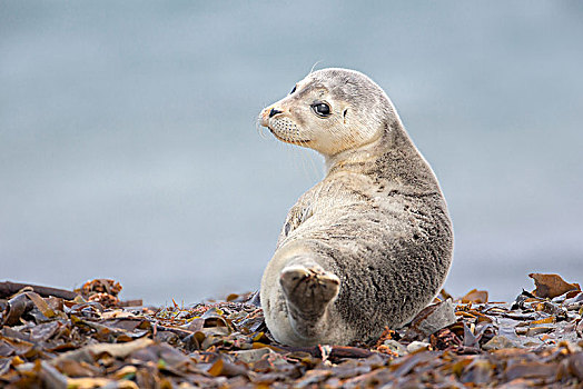 斑海豹,小动物,石荷州,赫尔戈兰岛,德国,欧洲