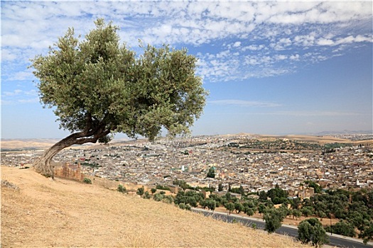 树,上方,老,麦地那,摩洛哥,北非