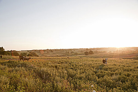 母牛,土地,日出,德克萨斯,美国