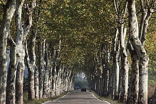 道路,排列,悬铃木,普罗旺斯,法国