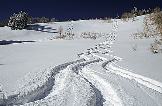 滑雪轨迹,大,棉白杨,峡谷,犹他