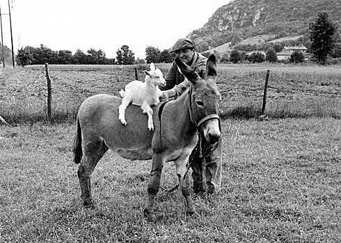 山羊,驴,20世纪50年代,20世纪60年代,精准,地点,未知,法国,欧洲