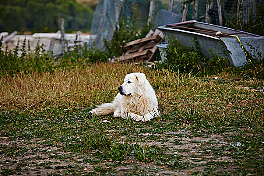 牧羊犬,警犬,休息,地点,大萨索山,国家公园,阿布鲁佐,意大利