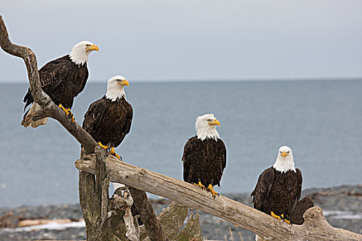 美国,阿拉斯加,卡契马克湾,白头鹰,栖息,块,浮木