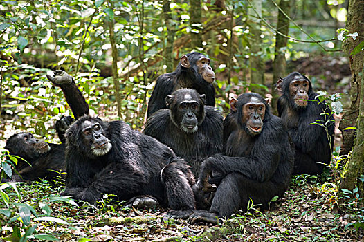 黑猩猩,类人猿,群,休息,林中地面,西部,乌干达