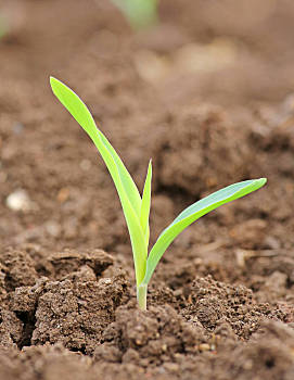 年轻,玉米,幼苗