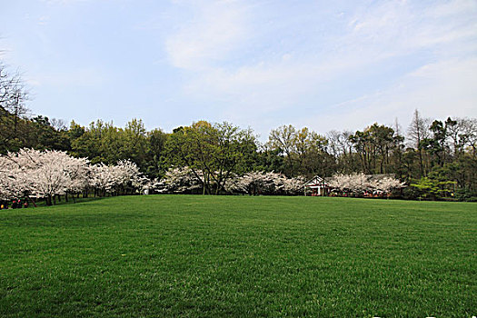 杭州太子湾公园盛开的郁金香