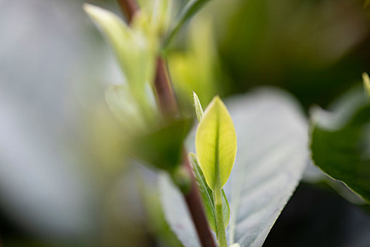 杭州西湖龙井茶园嫩茶新茶特写