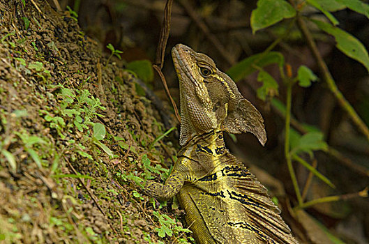 蜥蜴,国家公园,蓬塔雷纳斯省,哥斯达黎加,北美
