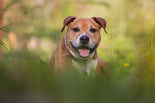 比特斗牛犬