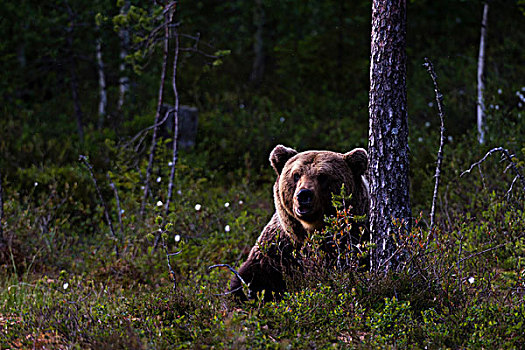 欧洲,棕熊,向外看,树林