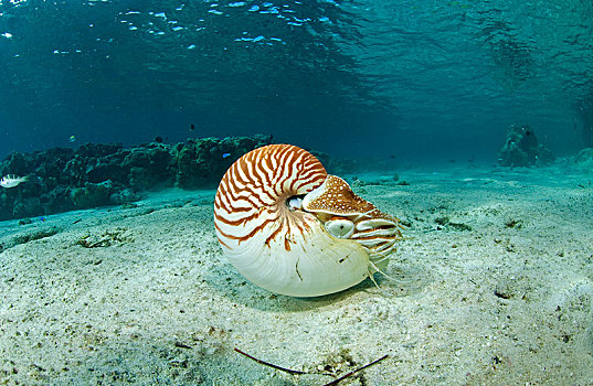 鹦鹉螺,珠,浅水,帕劳,密克罗尼西亚,大洋洲