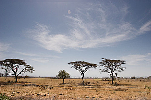 埃塞俄比亚,景色,孤单,树,朴素